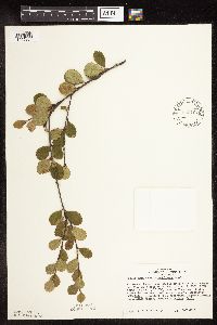 Betula pumila image