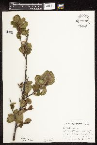 Betula pumila image