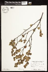 Betula pumila image
