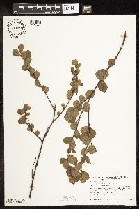 Betula pumila image