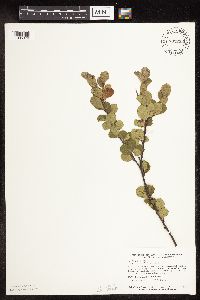 Betula pumila image