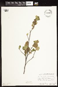 Betula pumila image