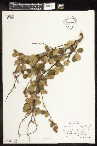 Betula pumila image