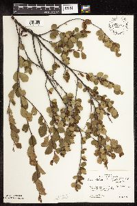 Betula pumila image