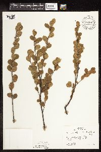 Betula pumila image