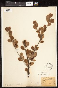 Betula pumila image