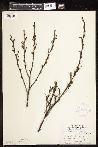 Betula pumila image