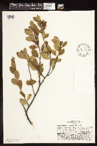 Betula pumila image