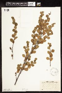 Betula pumila image