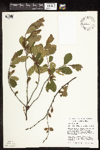 Betula pumila image