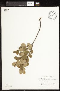 Betula pumila image