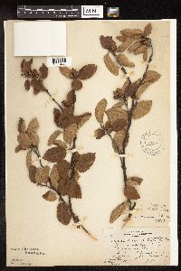 Betula x purpusii image