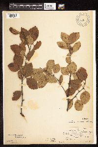 Betula x purpusii image
