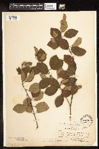 Betula x purpusii image