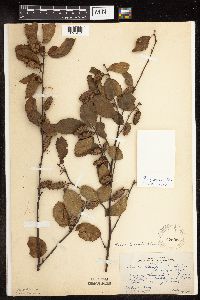 Betula x purpusii image