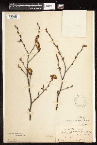 Betula x purpusii image