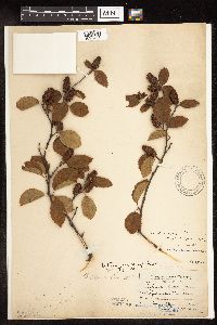 Betula x purpusii image