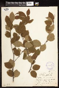 Betula x purpusii image