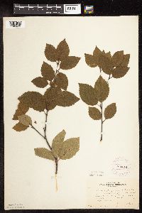Betula x purpusii image