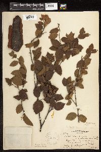 Betula x purpusii image