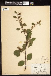 Betula x purpusii image