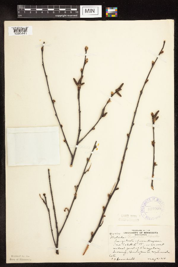 Betula x purpusii image