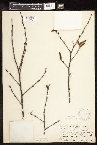 Betula x purpusii image