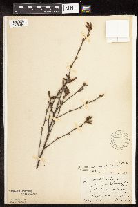 Betula x purpusii image