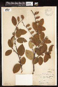 Betula x purpusii image