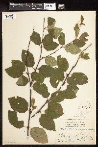 Betula x purpusii image
