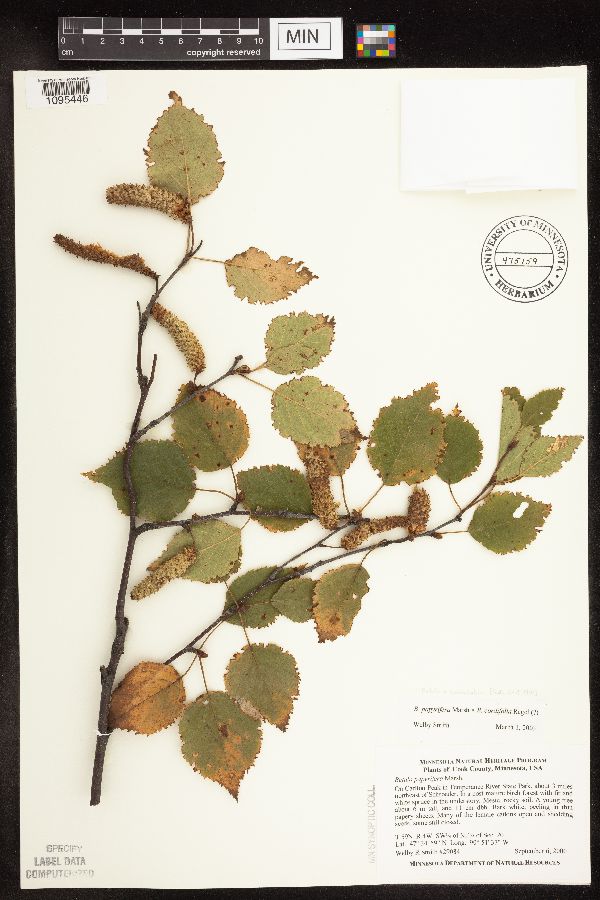 Betula x rosendahlii image