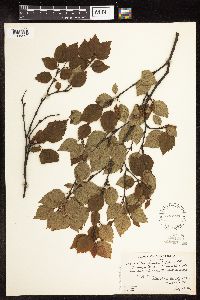 Betula x rosendahlii image