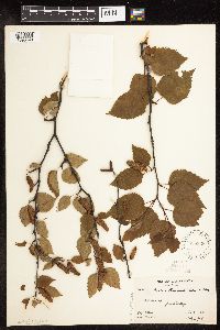 Betula x rosendahlii image