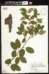 Betula x sandbergii image