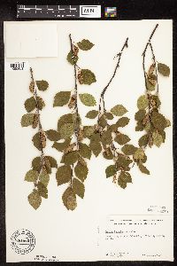Betula x sandbergii image