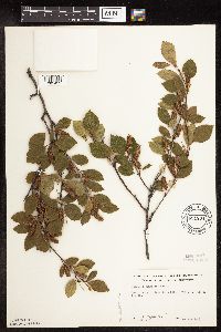Betula x sandbergii image