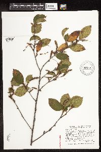 Betula x sandbergii image