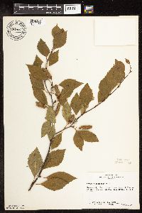 Betula x sandbergii image