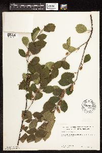 Betula x sandbergii image