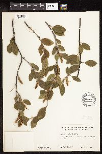 Betula x sandbergii image