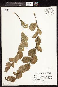 Betula x sandbergii image