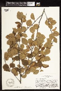 Betula x sandbergii image