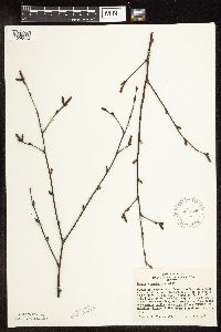 Betula x sandbergii image