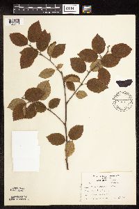 Betula x purpusii image