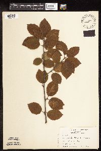 Betula x purpusii image