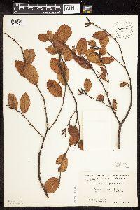 Betula x purpusii image