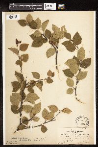 Betula x sandbergii image