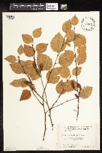Betula x sandbergii image