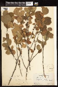 Betula x sandbergii image