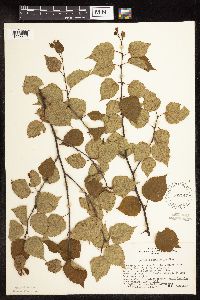 Betula x sandbergii image